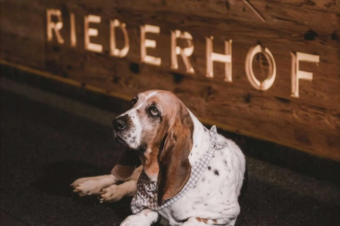 Brandz – Projekte: Hundehotel Riederhof