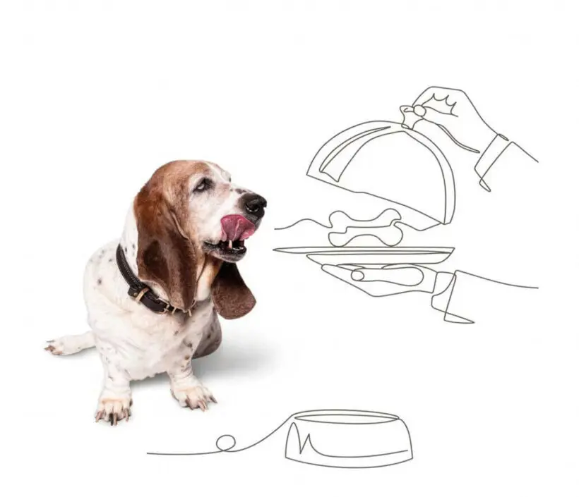 Brandz – Projekte: Hundehotel Riederhof