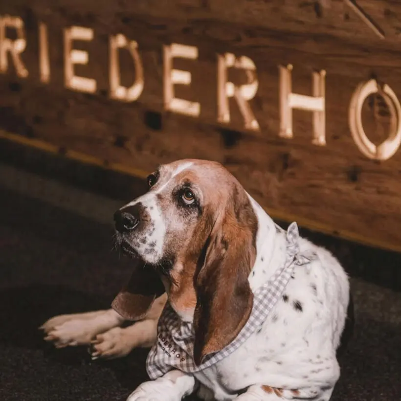 Brandz – Projekte: Hundehotel Riederhof